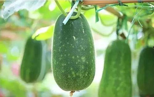 吃瓜人吃的什么瓜