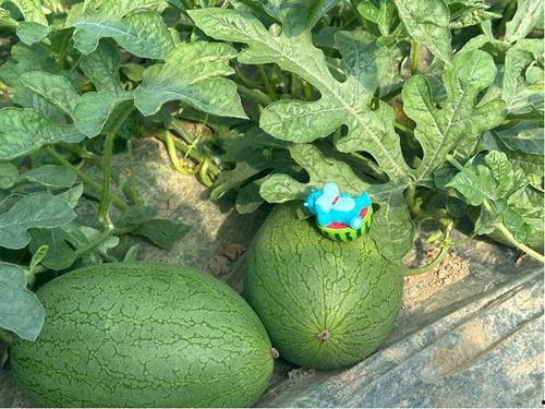 吃瓜小基地,网络舆论场中的热点追踪与真相探寻