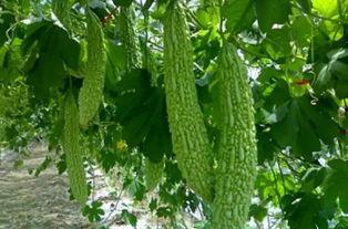 虫子在吃瓜,瓜田里的美味盛宴